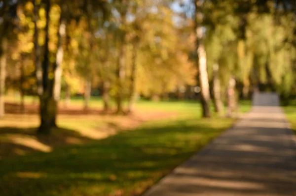 Autunno Fogliame Parco Autunno Alberi Foglie — Foto Stock