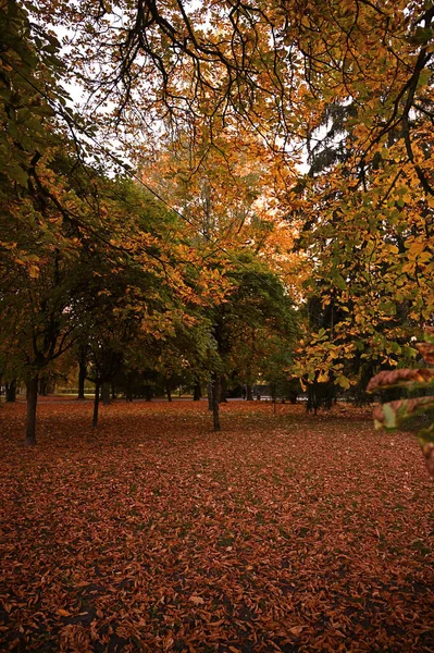 Sonbaharda Parkta Ağaçlarda Yapraklarda Sonbahar Yaprakları — Stok fotoğraf