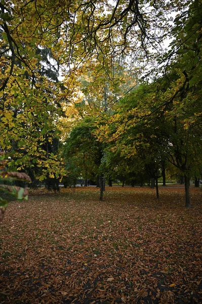 Fall Lövverk Park Höst Träd Blad — Stockfoto