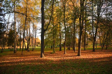 Sonbahar manzarası doğa manzarası