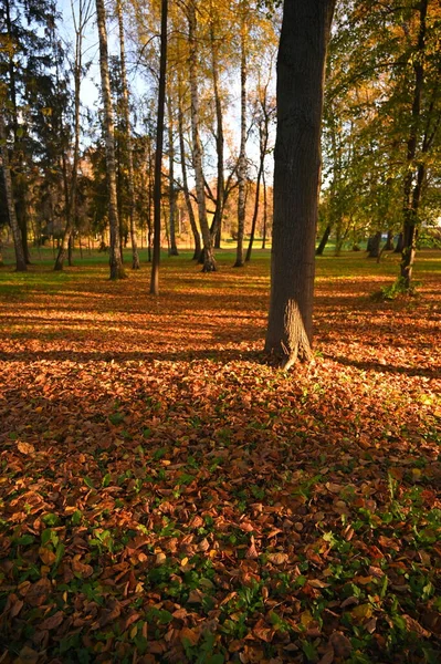 Höst Landskap Natur Vacker Utsikt — Stockfoto