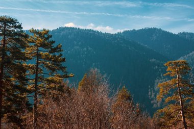 Scenery panoramic view of autumnal mountain forests. Beauty of nature. Valleys and mountains in the clear sky. Aerial view of the mountains. Sunlight illuminating the mountains. Colorful nature view.