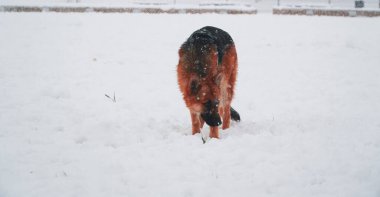 Köpek karlı parkta eğleniyor. K-9 köpeği karlı parkta. Köpek etrafı kokluyor. Kış mevsiminde kar yağarken yürüyen Alman çoban köpeği. Kardaki köpek.. 