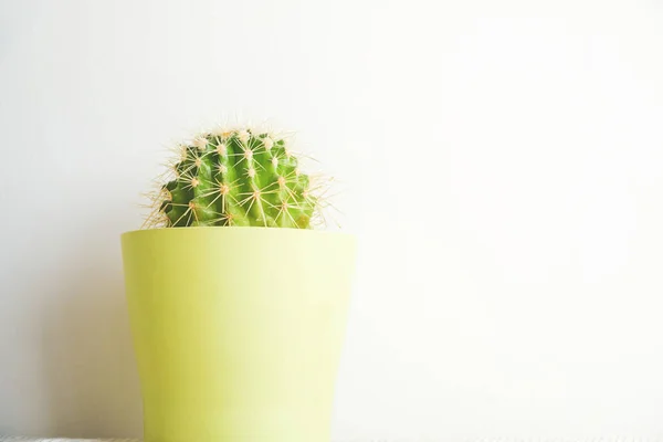Blízko Zeleného Kaktusu Zelené Kaktusové Listy Zelené Pozadí Barev Tapety — Stock fotografie