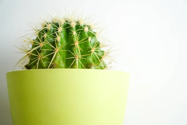 Primer Plano Cactus Verde Hojas Cactus Verde Fondo Color Verde — Foto de Stock