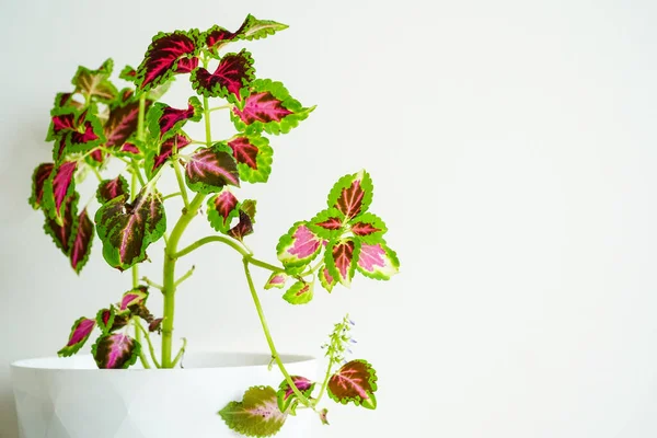 在花盆里的鱼 科里厄斯在锅里种菜 室内装饰植物的概念 科里厄斯在家里照看植物 室内装饰用植物和花卉装饰 — 图库照片