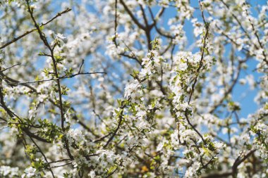 Bahar çiçekleri, ağaç dallarında açan beyaz bahar çiçekleri. Taze çiçek yetişti. Doğa kavramının uyanışı.