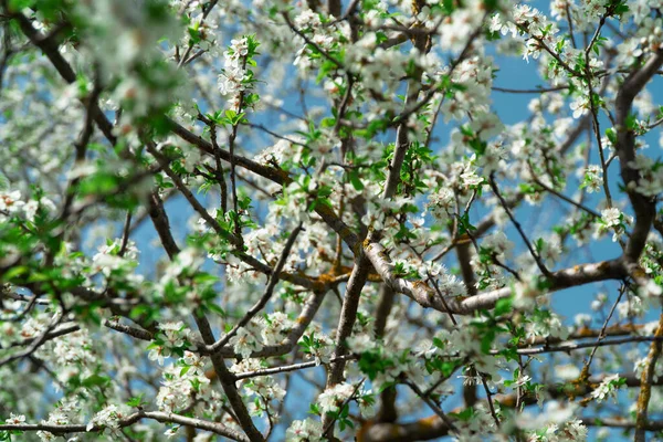Tavaszi Virágok Fehér Tavaszi Virágok Virágoznak Faágakon Friss Virágzás Természet — Stock Fotó