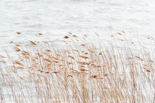 Reeds Selective Focus Dry Reeds Blowing Wind Blurred Motion Background — Stock Photo, Image