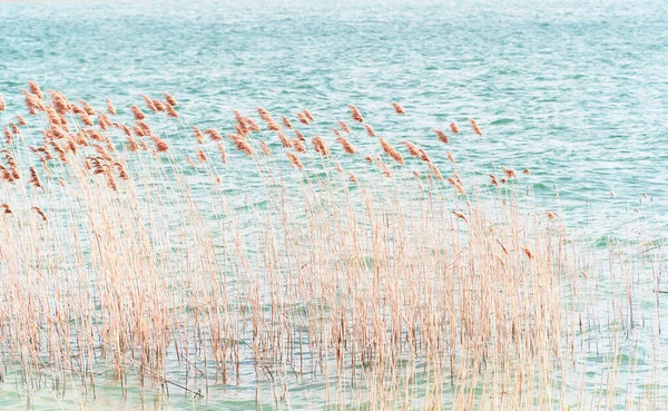 Reeds Selective Focus Dry Reeds Blowing Wind Blurred Motion Background — Stock Photo, Image