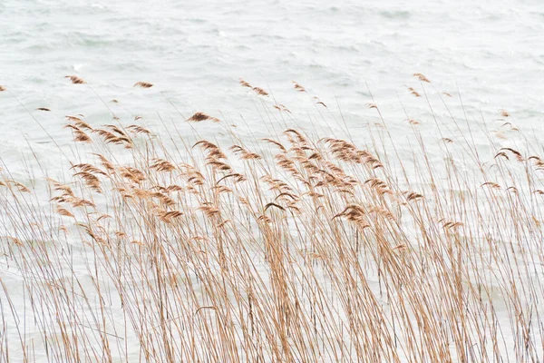 Reeds Selective Focus Dry Reeds Blowing Wind Blurred Motion Background — Stock Photo, Image
