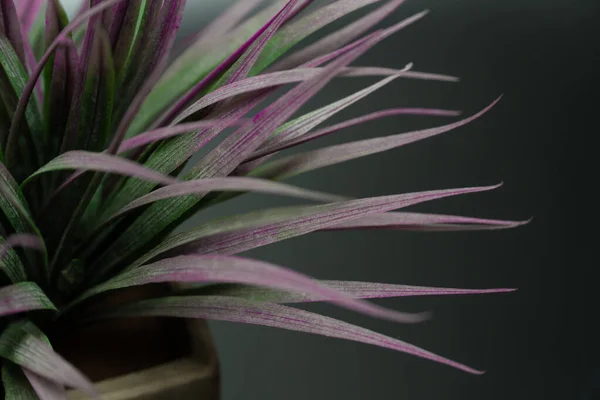 油腻的仙人掌植物特写色彩艳丽的多汁仙人掌植物图案高角度的黑色背景 花的纹理 有选择的重点 — 图库照片