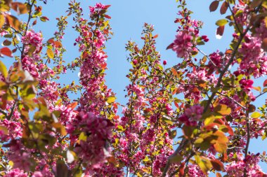 Ağaç dallarında açan bahar çiçekleri. Ağaçlarda açan pembe çiçekler.