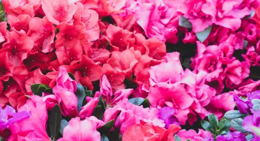 Kırmızı açelya çiçeği. Rhododendron simssi bitki arkaplanını kapat