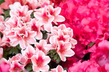 Azalea çiçeği. Mercan renkli açelya çiçeğinin yüksek açılı görüntüsü. Bahar çiçekleri açıyor. Renkli bitkilere Seçici Odaklanma