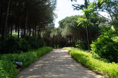 İstanbul 'da Atatürk Kent Ormani. Atatürk Şehir Ormanı. İstanbul 'da yeşil alanlar. Şehirdeki yeşil parklar ya da eğlence alanları. Seçici odak dahil