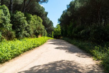 İstanbul 'da Atatürk Kent Ormani. Atatürk Şehir Ormanı. İstanbul 'da yeşil alanlar. Şehirdeki yeşil parklar ya da eğlence alanları. Seçici odak dahil