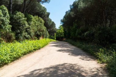 İstanbul 'da Atatürk Kent Ormani. Atatürk Şehir Ormanı. İstanbul 'da yeşil alanlar. Şehirdeki yeşil parklar ya da eğlence alanları. Seçici odak dahil