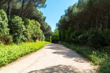 İstanbul 'da Atatürk Kent Ormani. Atatürk Şehir Ormanı. İstanbul 'da yeşil alanlar. Şehirdeki yeşil parklar ya da eğlence alanları. Seçici odak dahil
