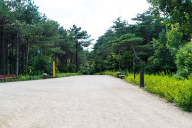 İstanbul 'da Atatürk Kent Ormani. Atatürk Şehir Ormanı. İstanbul 'da yeşil alanlar. Şehirdeki yeşil parklar ya da eğlence alanları. Seçici odak dahil