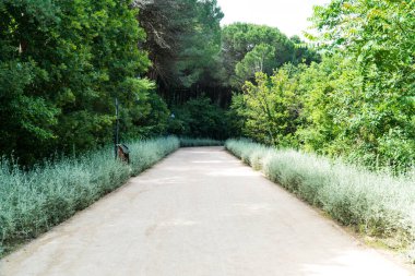 İstanbul 'da Atatürk Kent Ormani. Atatürk Şehir Ormanı. İstanbul 'da yeşil alanlar. Şehirdeki yeşil parklar ya da eğlence alanları. Seçici odak dahil