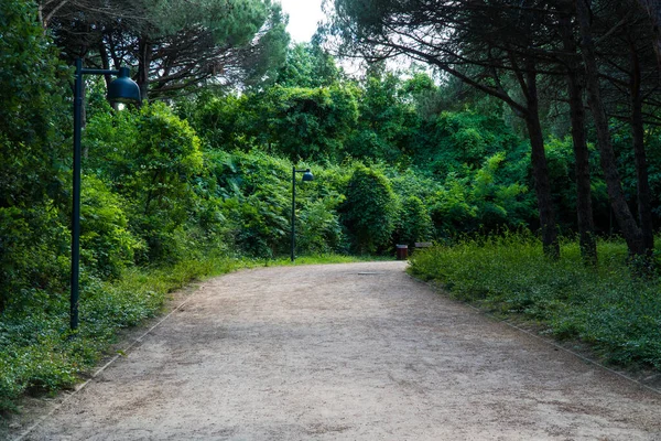 İstanbul 'da Atatürk Kent Ormani. Atatürk Şehir Ormanı. İstanbul 'da yeşil alanlar. Şehirdeki yeşil parklar ya da eğlence alanları. Seçici odak dahil