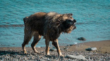 Dog shaking. Wet dog shaking itself after cooling in the sea. Motion blur included. Selective focus.