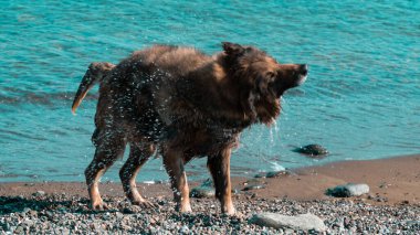 Dog shaking. Wet dog shaking itself after cooling in the sea. Motion blur included. Selective focus.