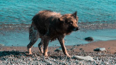 Dog shaking. Wet dog shaking itself after cooling in the sea. Motion blur included. Selective focus.