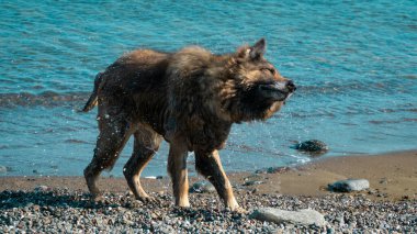 Dog shaking. Wet dog shaking itself after cooling in the sea. Motion blur included. Selective focus.