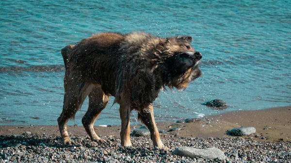 Dog shaking. Wet dog shaking itself after cooling in the sea. Motion blur included. Selective focus.