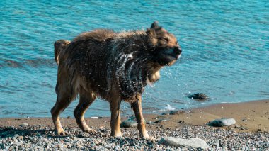 Dog shaking. Wet dog shaking itself after cooling in the sea. Motion blur included. Selective focus.