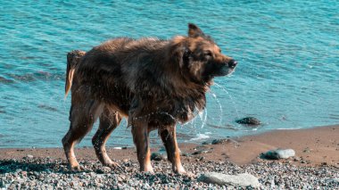 Dog shaking. Wet dog shaking itself after cooling in the sea. Motion blur included. Selective focus.
