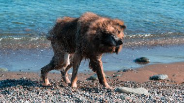 Dog shaking. Wet dog shaking itself after cooling in the sea. Motion blur included. Selective focus.