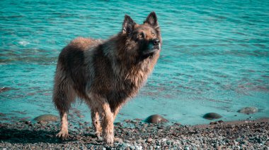 Dog shaking. Wet dog shaking itself after cooling in the sea. Motion blur included. Selective focus.