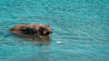 Dog shaking. Wet dog shaking itself after cooling in the sea. Motion blur included. Selective focus.