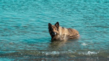 Dog shaking. Wet dog shaking itself after cooling in the sea. Motion blur included. Selective focus.