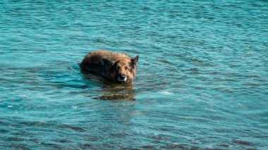 Dog shaking. Wet dog shaking itself after cooling in the sea. Motion blur included. Selective focus.