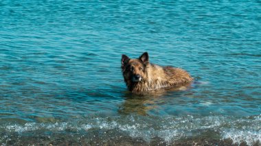 Dog shaking. Wet dog shaking itself after cooling in the sea. Motion blur included. Selective focus.