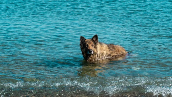 Dog shaking. Wet dog shaking itself after cooling in the sea. Motion blur included. Selective focus.