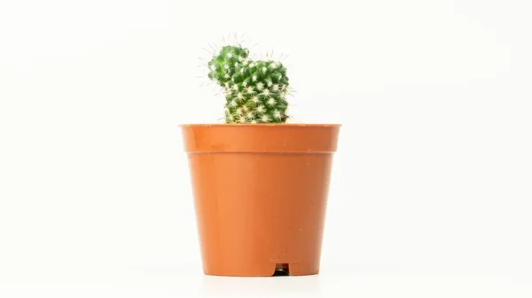 Šťavnatá Kaktusová Rostlina Izolovaná Bílém Pozadí Kaktus Květináči — Stock fotografie