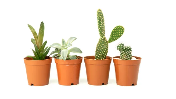 Groupe Plantes Succulentes Cactus Isolées Sur Fond Blanc Cactus Pot — Photo