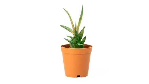 Šťavnatá Kaktusová Rostlina Izolovaná Bílém Pozadí Kaktus Květináči Sukulentní Zázemí — Stock fotografie