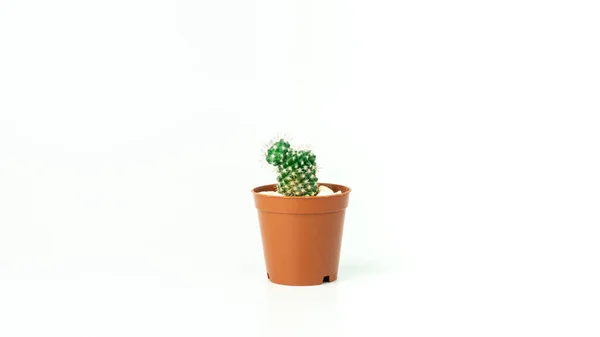 Šťavnatá Kaktusová Rostlina Izolovaná Bílém Pozadí Kaktus Květináči Sukulentní Zázemí — Stock fotografie