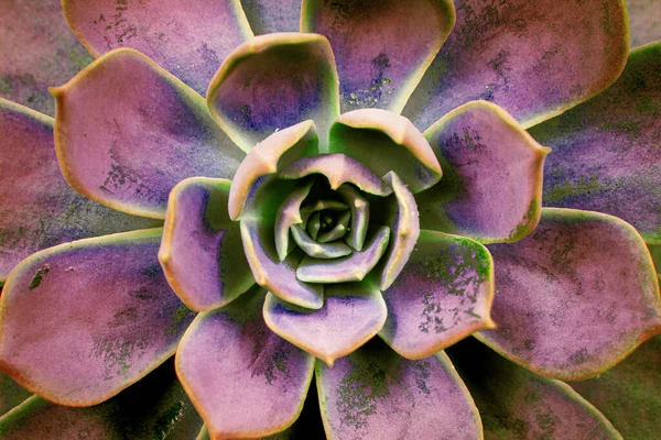 Sappige Cactus Achtergrond Roze Vintage Sappige Plant Patronen Behang Selectieve — Stockfoto