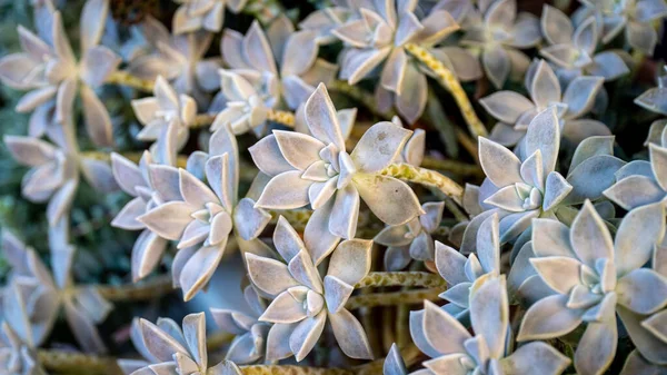Succulent plant background. Ghost plant succulent also known as sedum weinbergii or Graptopetalum Paraguayense. Natural fractal patterns on the flower.
