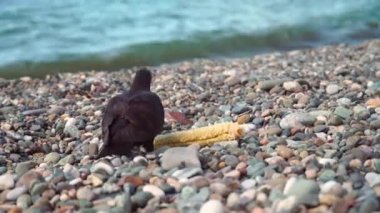 Bir güvercin sahilde mısır yer. Kuş mısırdan kalanları gagalıyor.,