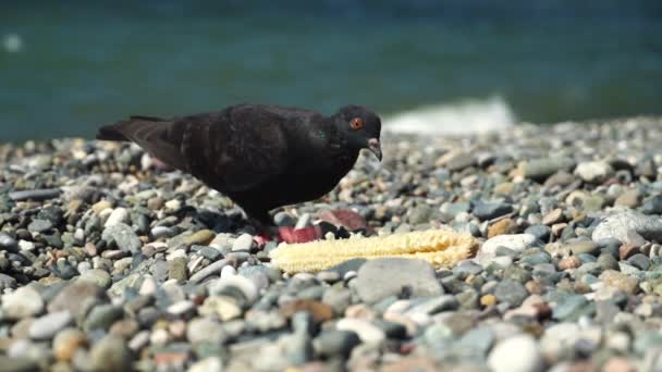 Gołąb je kukurydzę na plaży. Ptak dziobał resztki kukurydzy., — Wideo stockowe