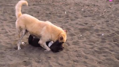 İki ya da daha fazla köpek bulutlu bir yaz gününde plajda koşup oynuyor..