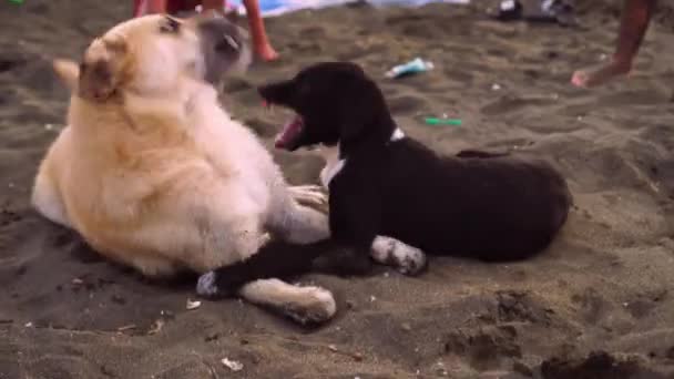 Два або більше собак бігають і грають на пляжі в похмурий літній день . — стокове відео